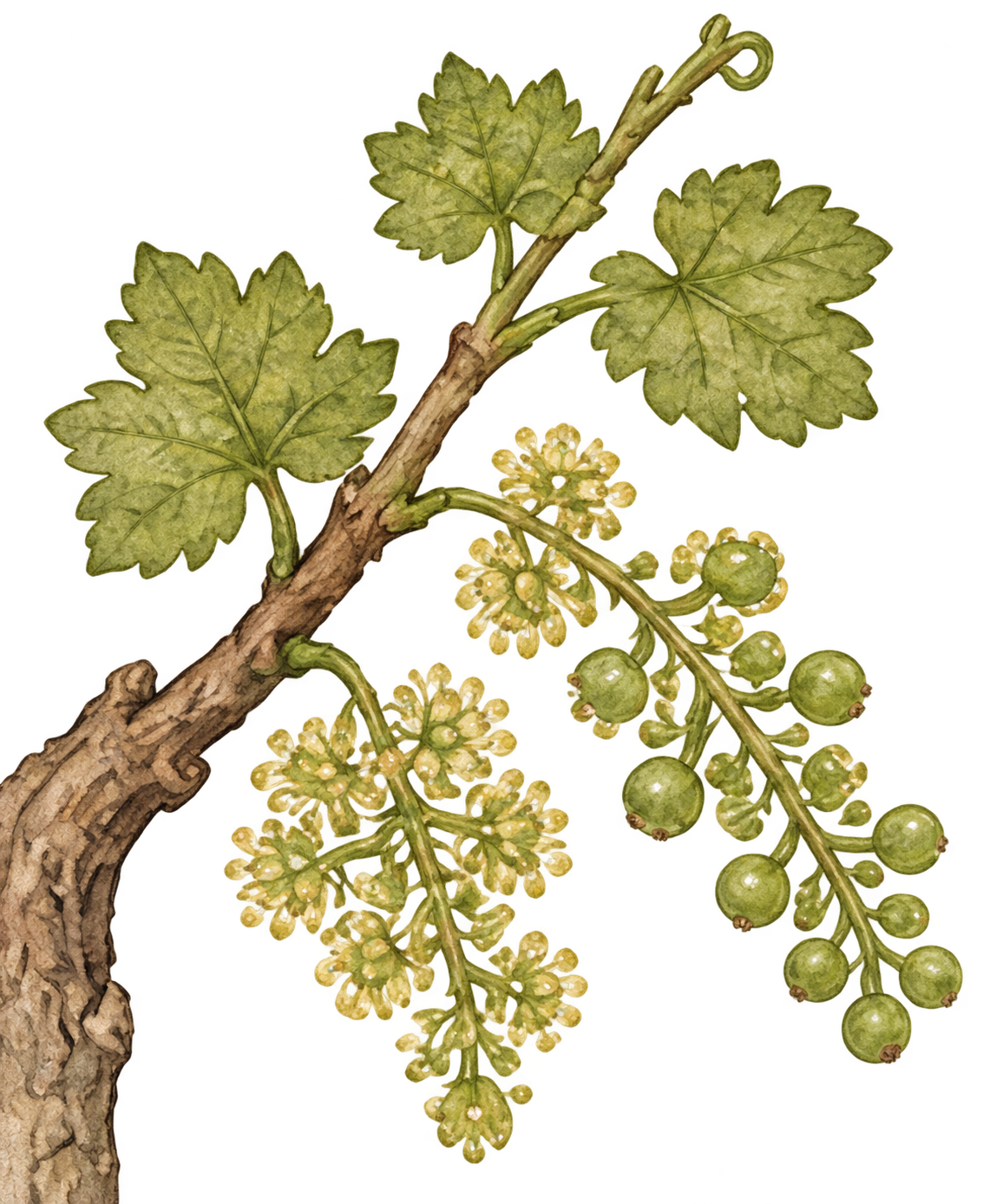 Grapevine flowering and setting tiny fruit