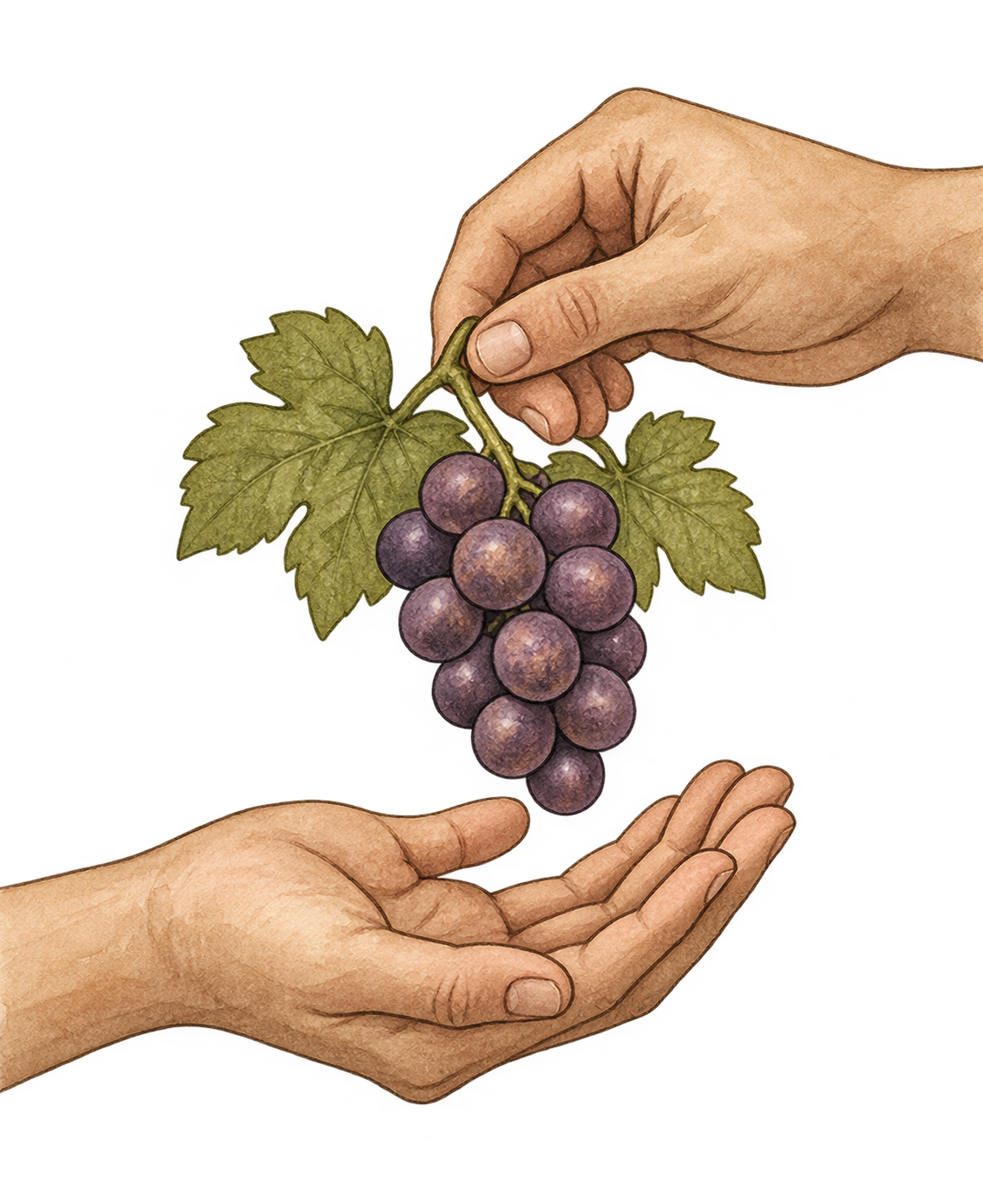 One hand passing a bunch of grapes to another